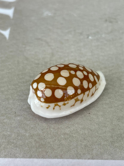 SIEVE COWRIE SHELL *All Sizes* Rare Brown White Natural Spotted Cowry Display Seashell