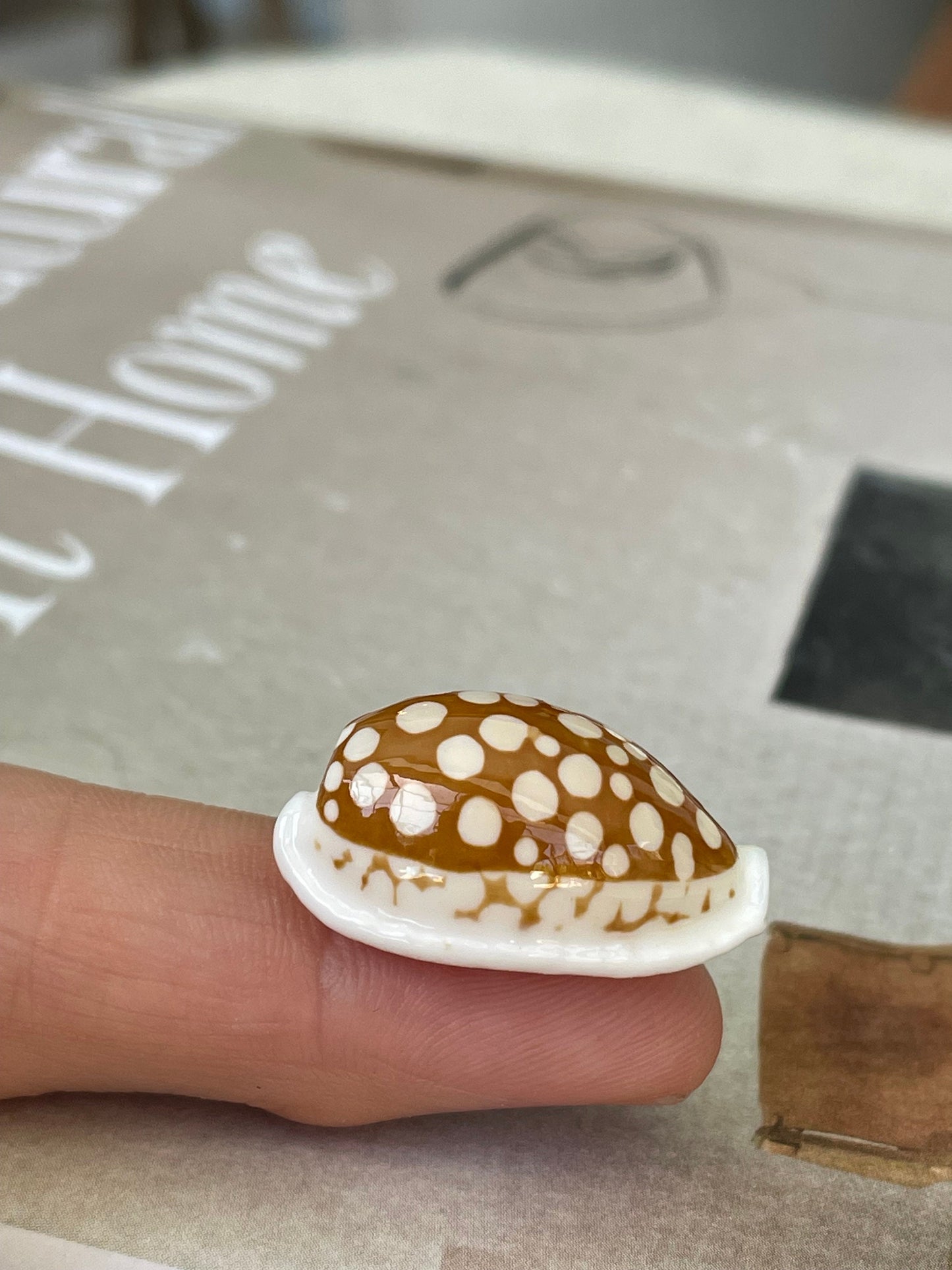 SIEVE COWRIE SHELL *All Sizes* Rare Brown White Spotted Cowry Display Craft Seashell