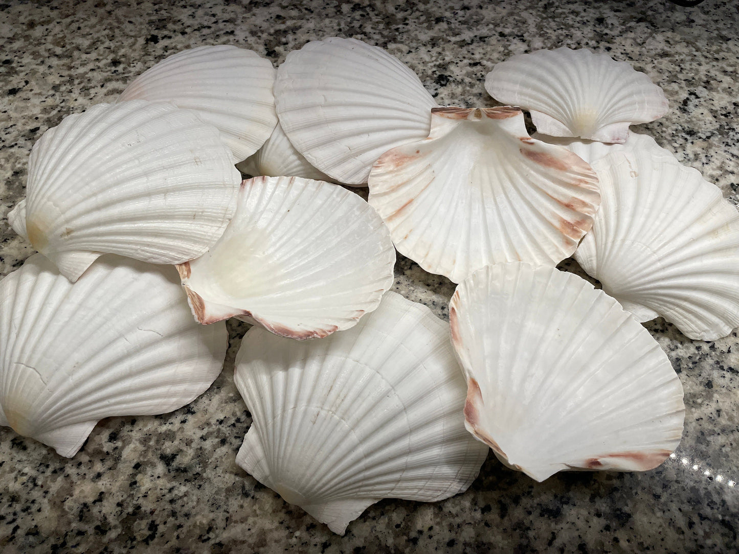 XL 4-6” You Pick Size Irish Baking Scallop Seashells Deep Shells White Beach Wedding Décor Coastal Favors Decoupage Candles
