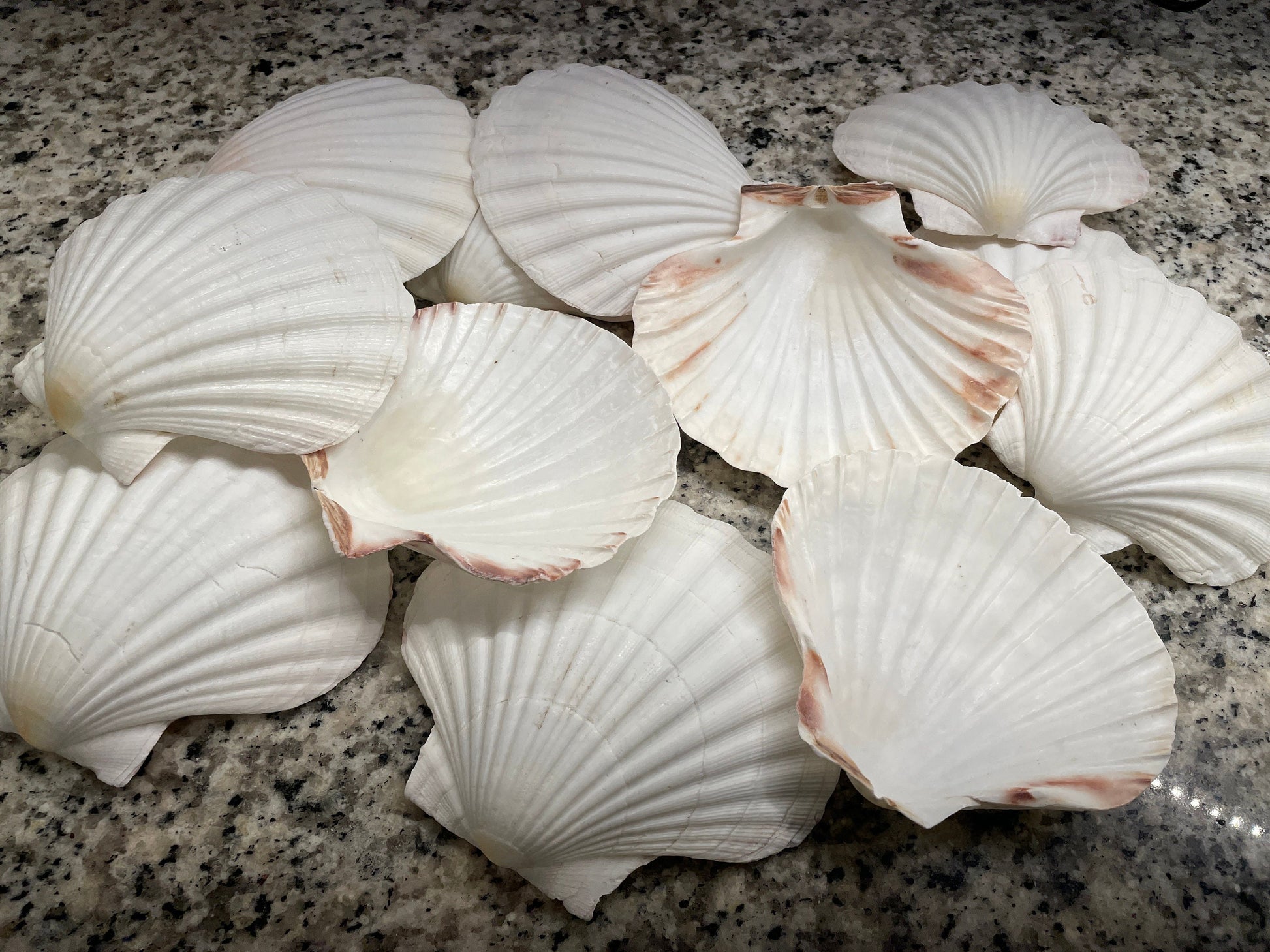 XL 4-6” You Pick Size Irish Baking Scallop Seashells Deep Shells White Beach Wedding Décor Coastal Favors Decoupage Candles