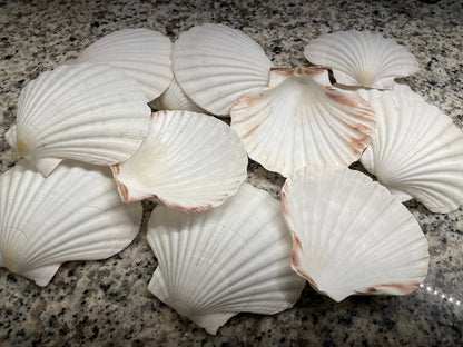 XL 4-6” You Pick Size Irish Baking Scallop Seashells Deep Shells White Beach Wedding Décor Coastal Favors Decoupage Candles