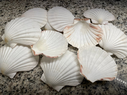 IRISH SCALLOP SEASHELLS 4-6" *You Choose Quantity* Beach Wedding Décor Shells
