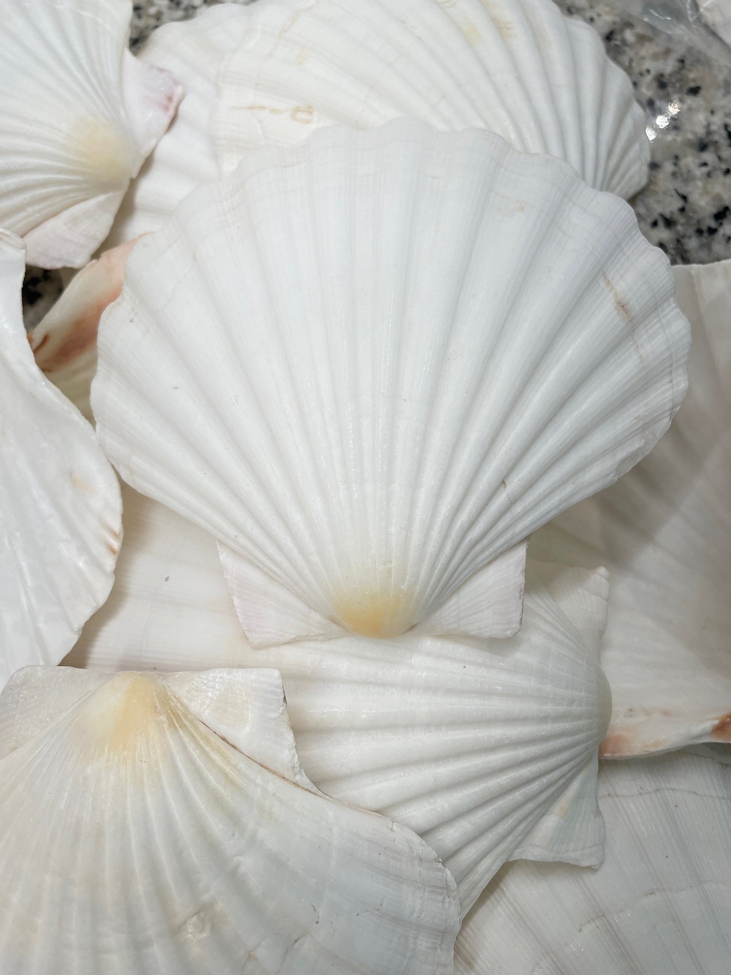 IRISH SCALLOP SEASHELLS 4-6" *You Choose Quantity* Beach Wedding Décor Shells