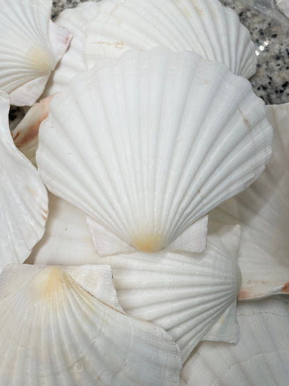 IRISH SCALLOP SEASHELLS 4-6" *You Choose Quantity* Beach Wedding Décor Shells