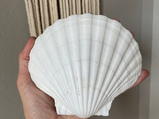 XL 4-6” You Pick Size Irish Baking Scallop Seashells Deep Shells White Beach Wedding Décor Coastal Favors Decoupage Candles