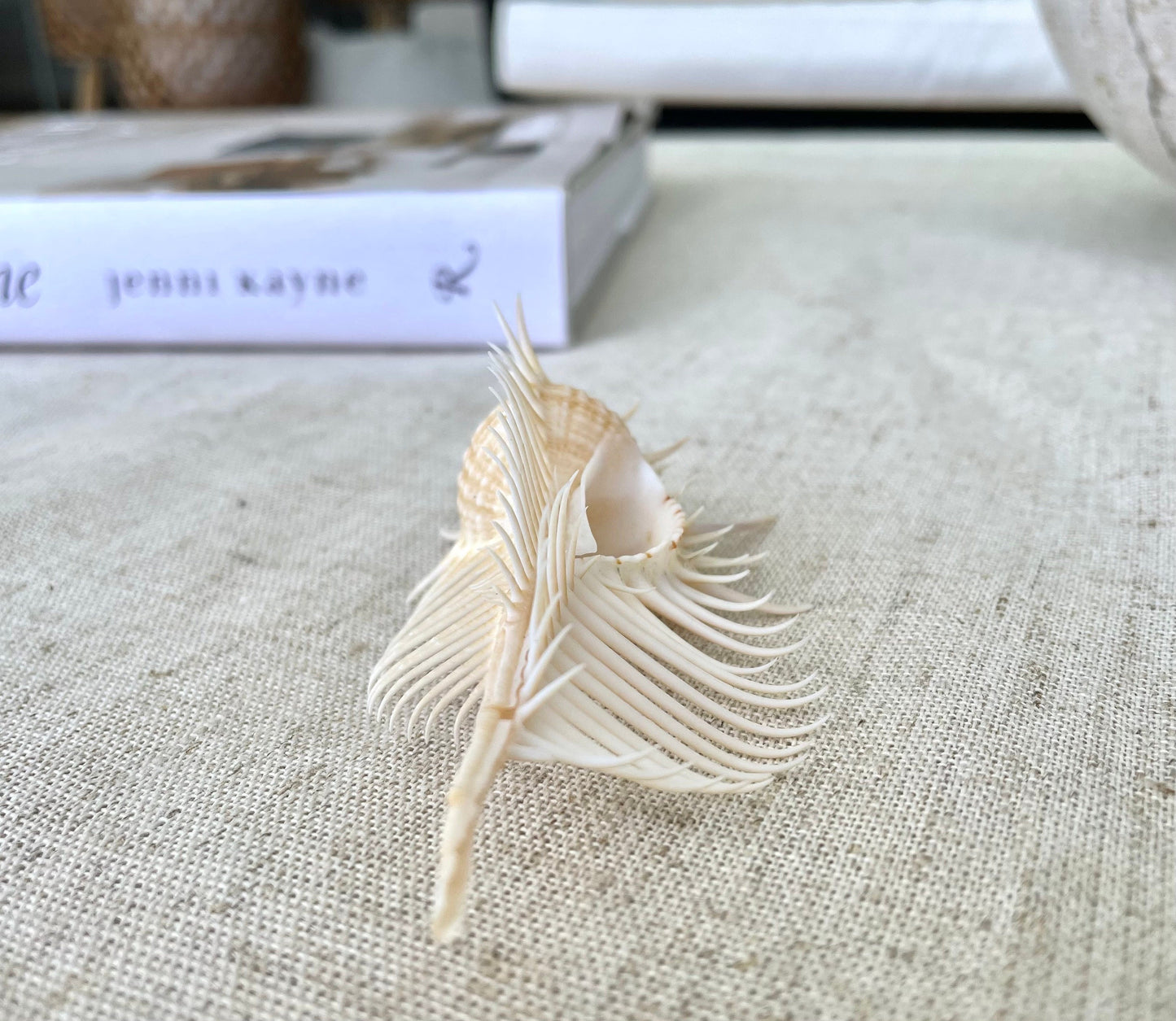 VENUS COMB SHELL *All Sizes* Natural Golden Brown Display Seashell Spikey Murex Pectin Coastal Beach Home Décor