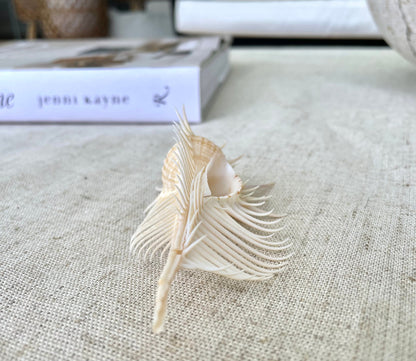 VENUS COMB SHELL *All Sizes* Natural Golden Brown Display Seashell Spikey Murex Pectin Coastal Beach Home Décor