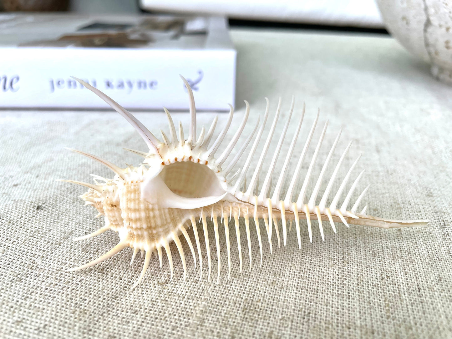 VENUS COMB SHELL *All Sizes* Natural Golden Brown Display Seashell Spikey Murex Pectin Coastal Beach Home Décor