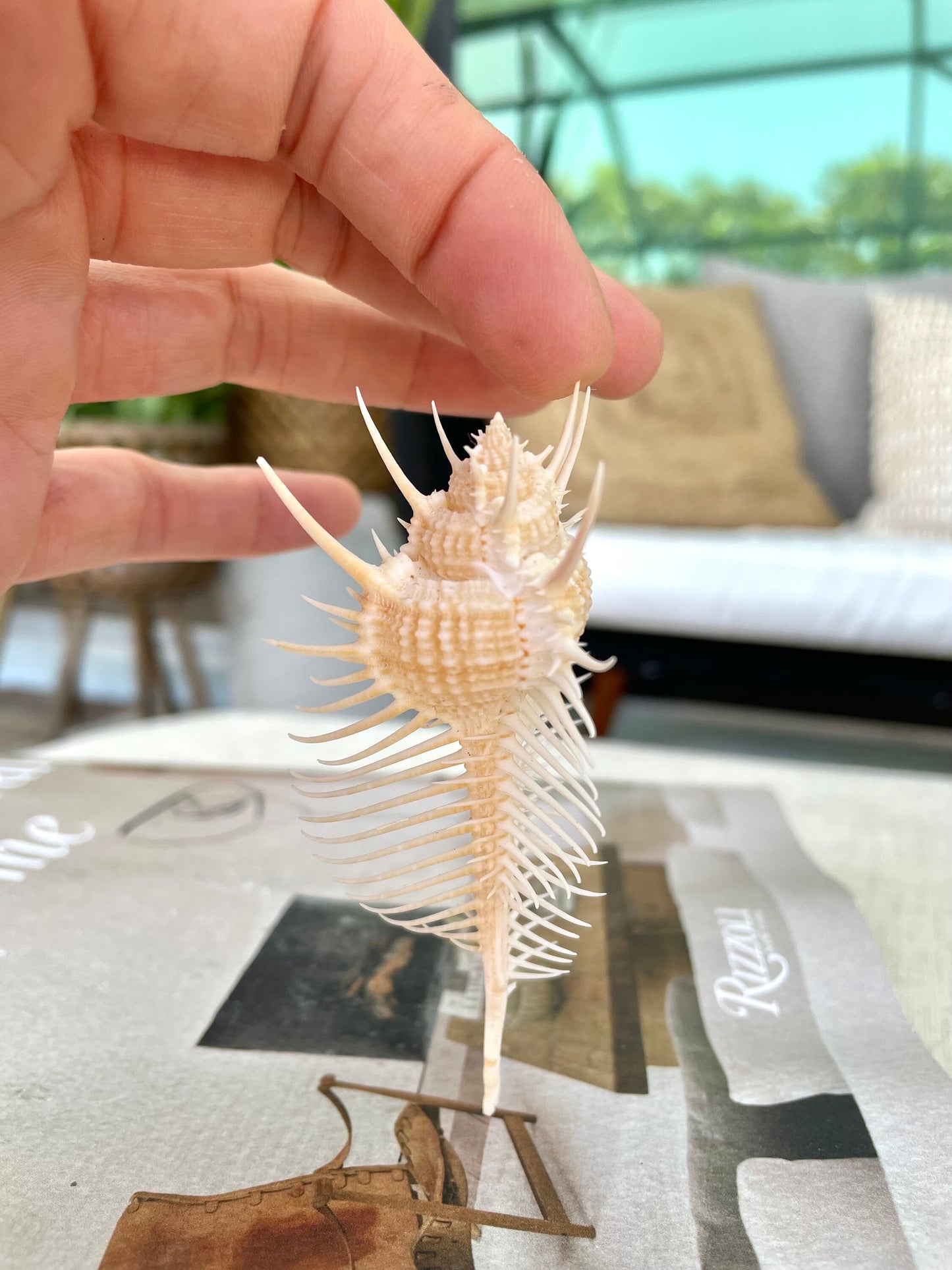 VENUS COMB SHELL *All Sizes* Natural Golden Brown Display Seashell Spikey Murex Pectin Coastal Beach Home Décor