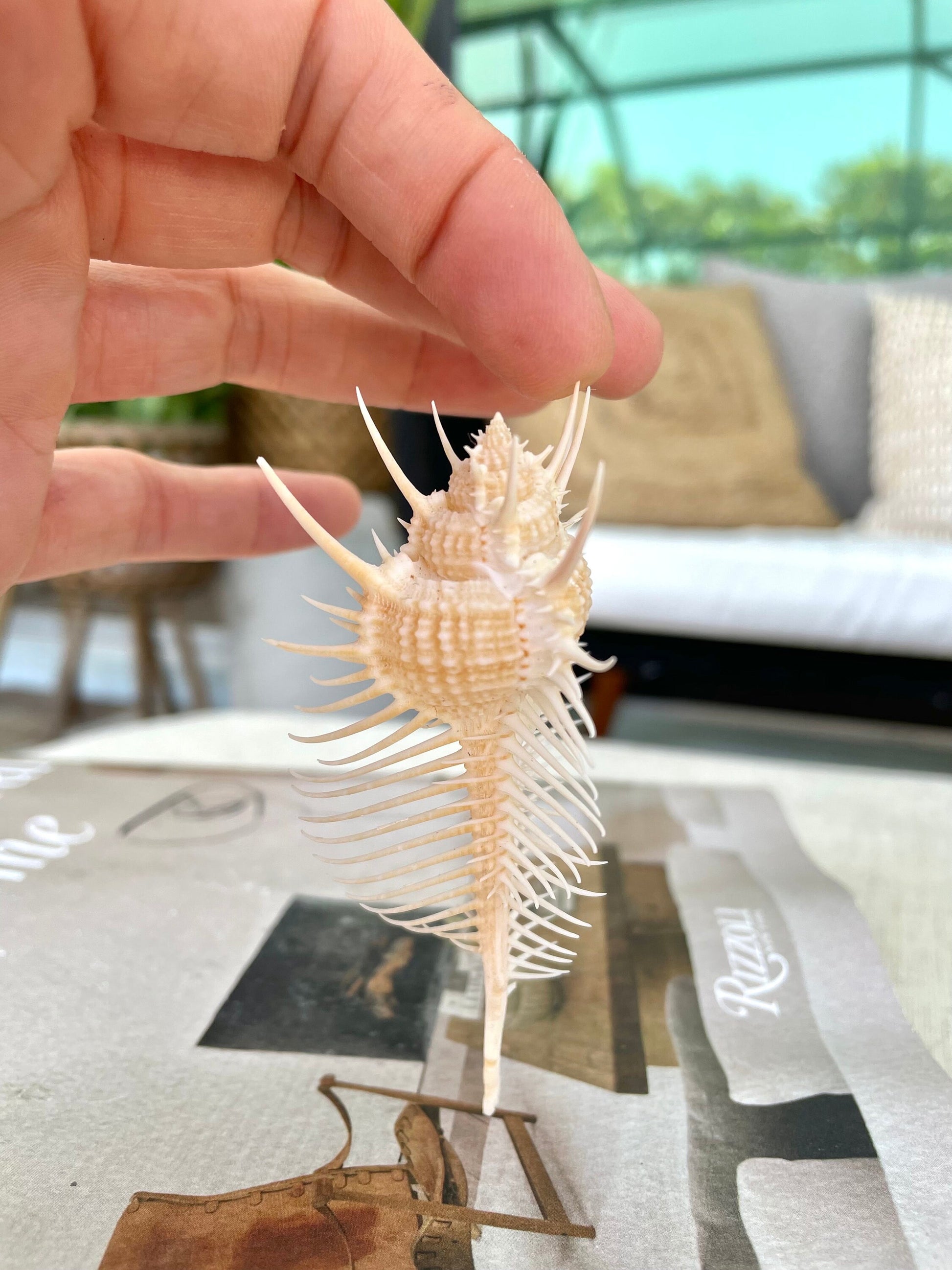 VENUS COMB SHELL *All Sizes* Natural Golden Brown Display Seashell Spikey Murex Pectin Coastal Beach Home Décor
