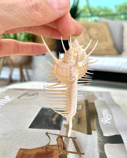 VENUS COMB SHELL *All Sizes* Natural Golden Brown Display Seashell Spikey Murex Pectin Coastal Beach Home Décor