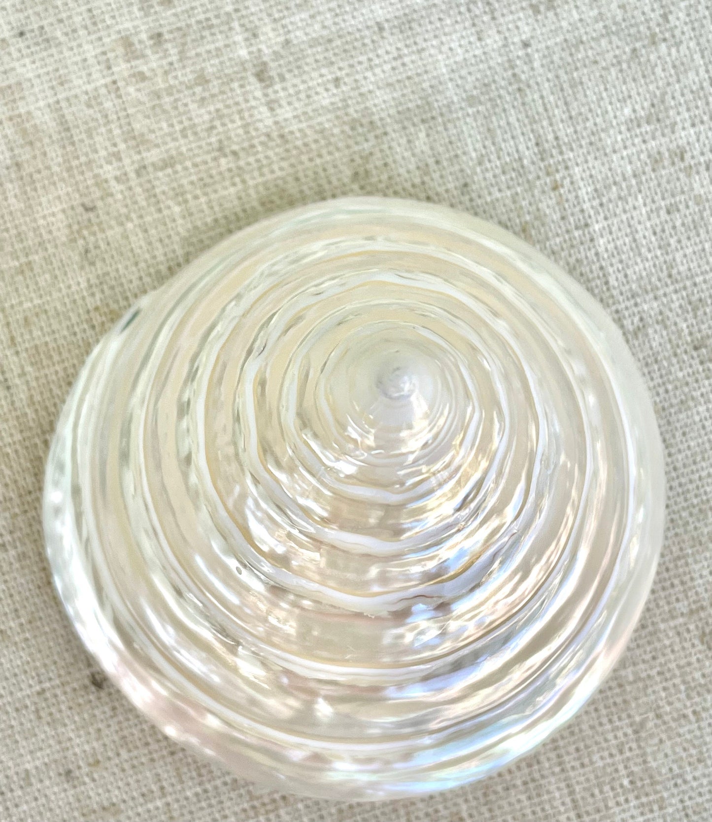 PEARLED TROCHUS SHELLS *All Sizes* Natural Irredescent Display Pyramid Top Seashells