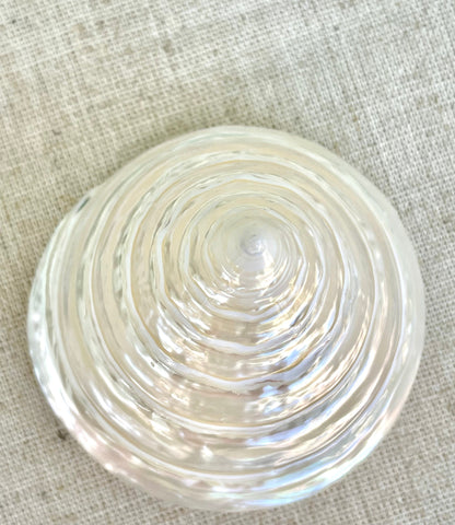 PEARLED TROCHUS SHELLS *All Sizes* Natural Irredescent Display Pyramid Top Seashells