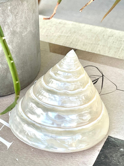 PEARLED TROCHUS SHELLS *All Sizes* Natural Irredescent Display Pyramid Top Seashells
