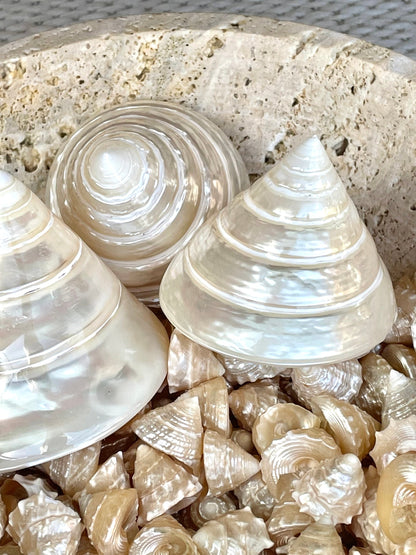 PEARLED TROCHUS SHELLS *All Sizes* Natural Irredescent Display Pyramid Top Seashells