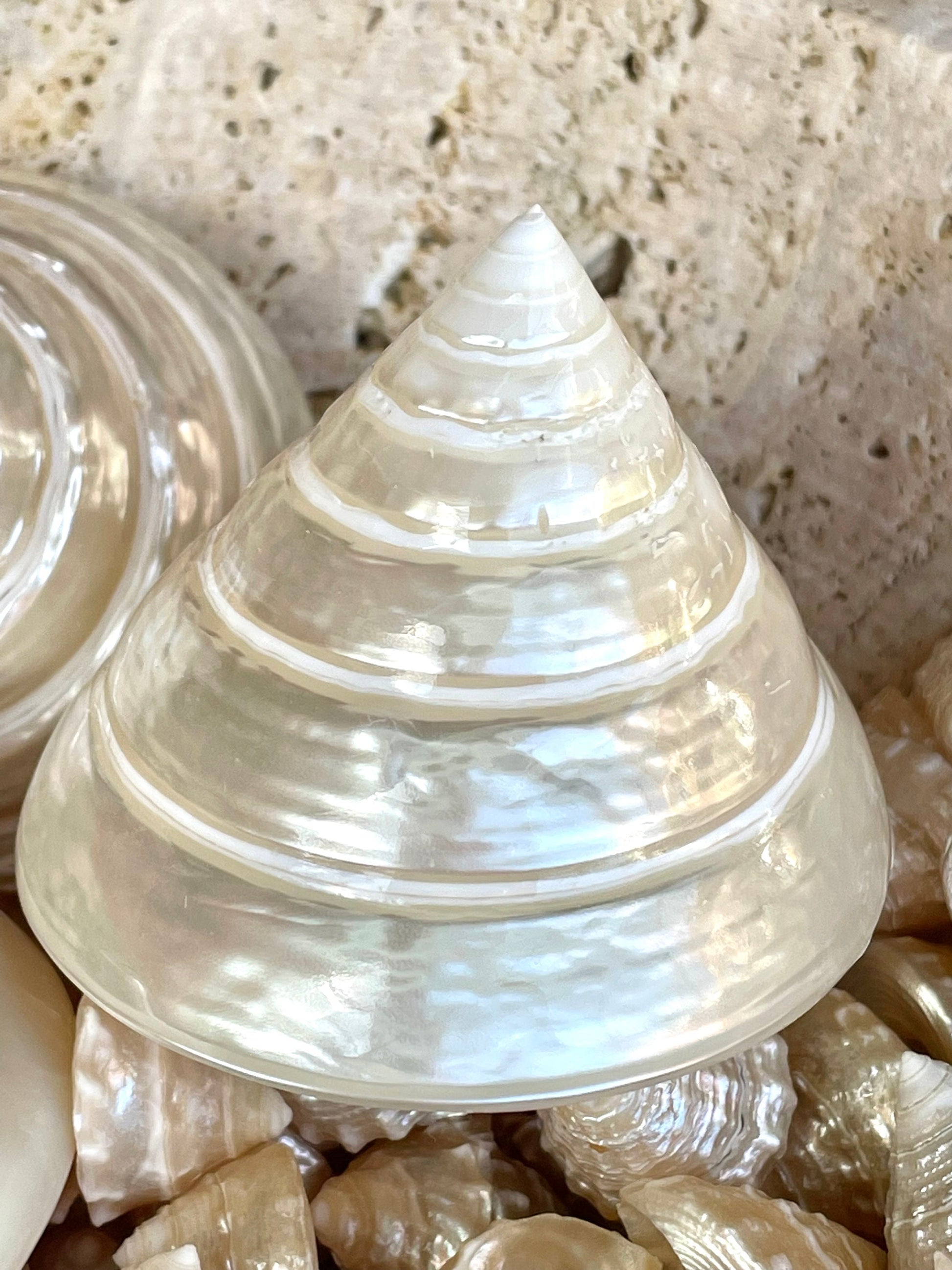 PEARLED TROCHUS SHELLS *All Sizes* Natural Irredescent Display Pyramid Top Seashells