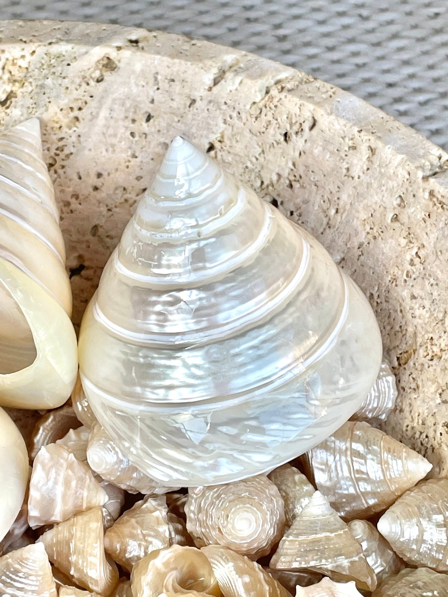PEARLED TROCHUS SHELLS *All Sizes* Natural Irredescent Display Pyramid Top Seashells