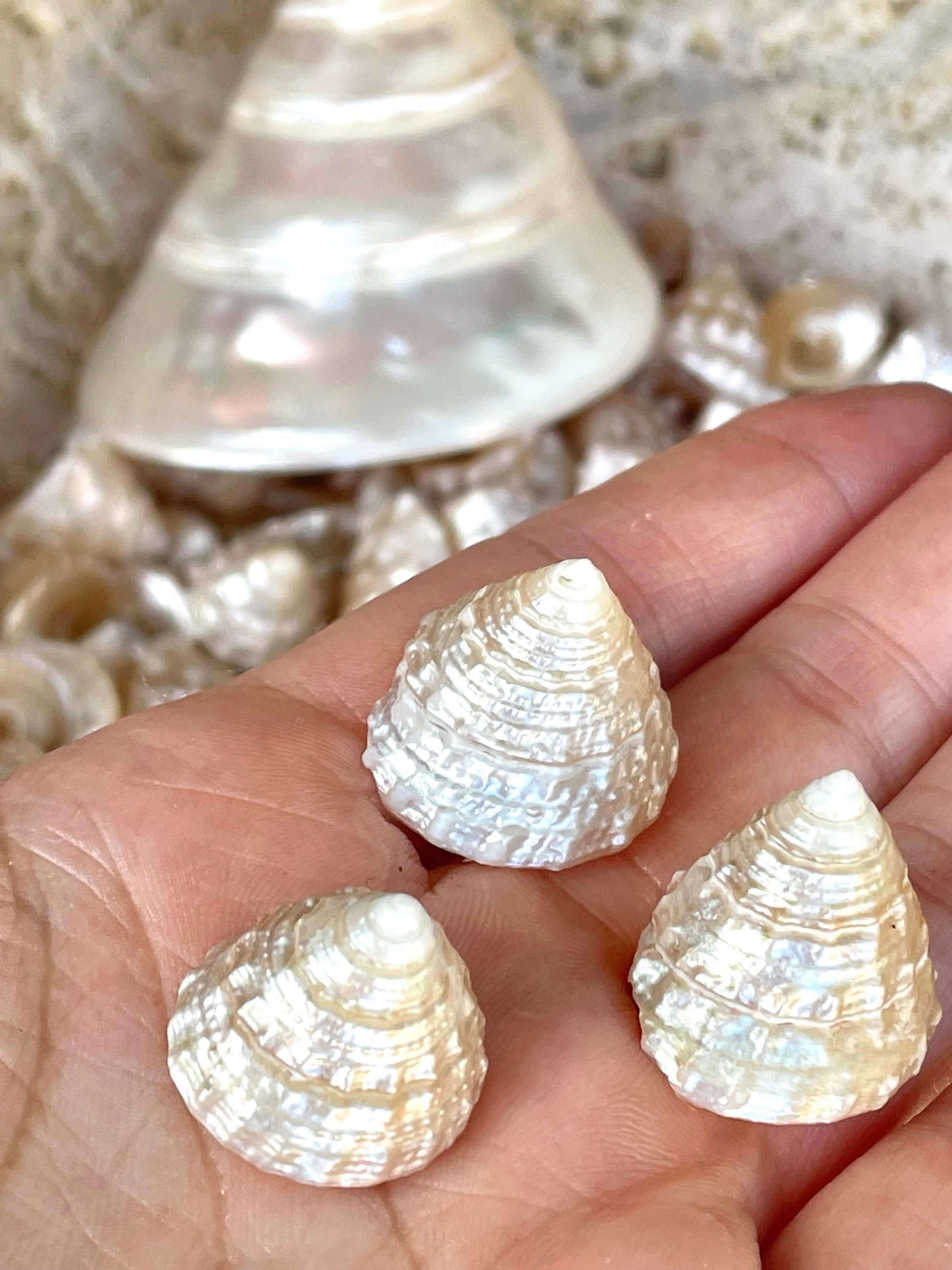 Real Pearlized Top Shells 1.25-1.75" Trochus Top Seashell Champagne Light Beige Beach Coastal Décor Crafts Jewelry Sailors Valentine
