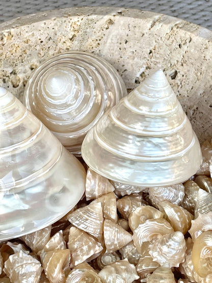 PEARLIZED TOP Shells Small 1" *You Choose Quantity* Champagne Light Beige Display Craft Trochus