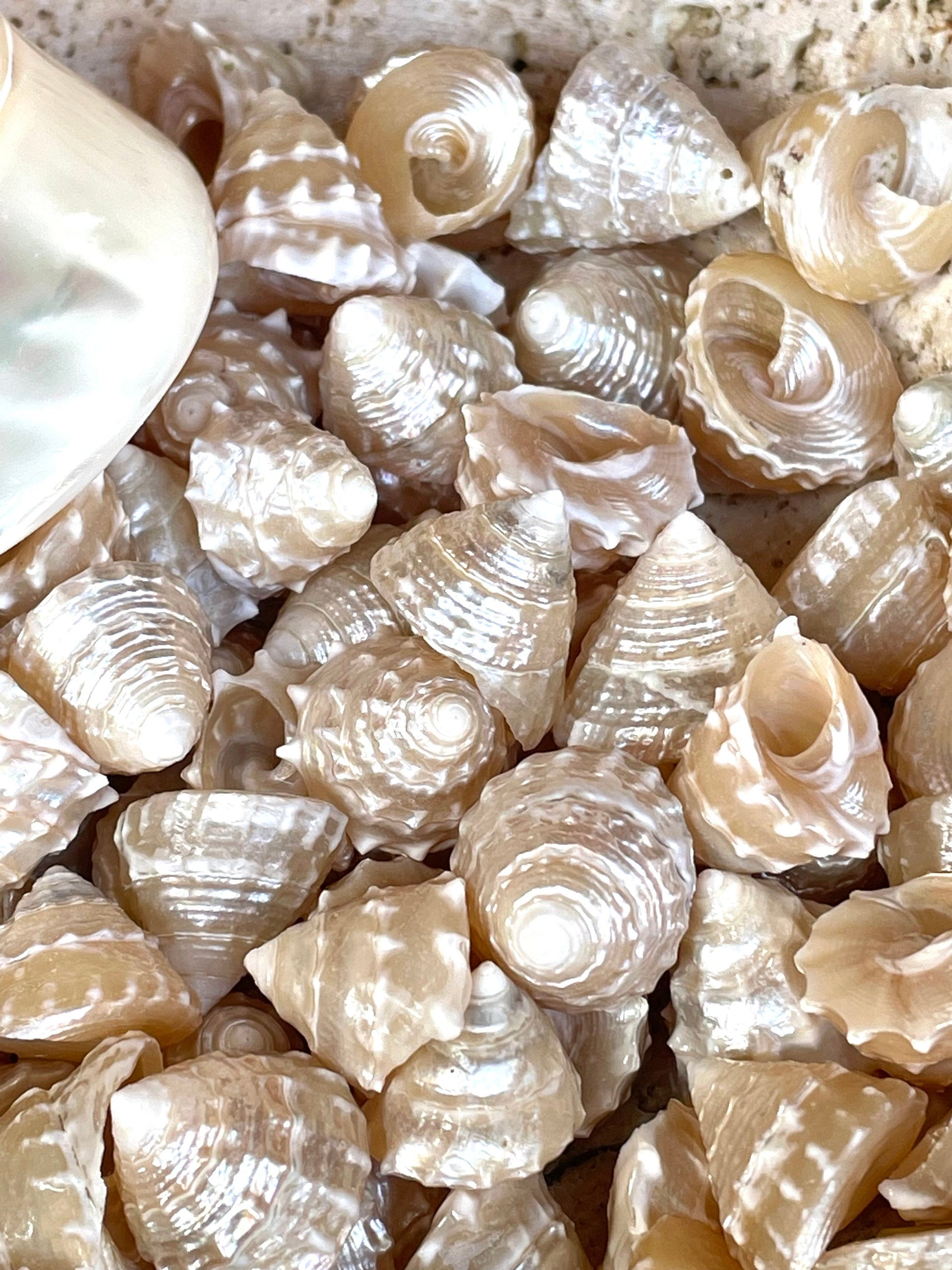 Real Pearlized Top Shells 1.25-1.75" Trochus Top Seashell Champagne Light Beige Beach Coastal Décor Crafts Jewelry Sailors Valentine