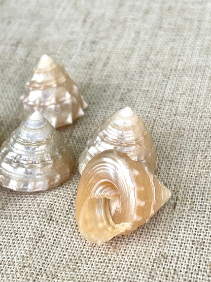 PEARLIZED TOP SHELLS Large 1.25-1.75" *You Choose Quantity* Natural Champagne Light Beige Display Craft Seashells Trochus