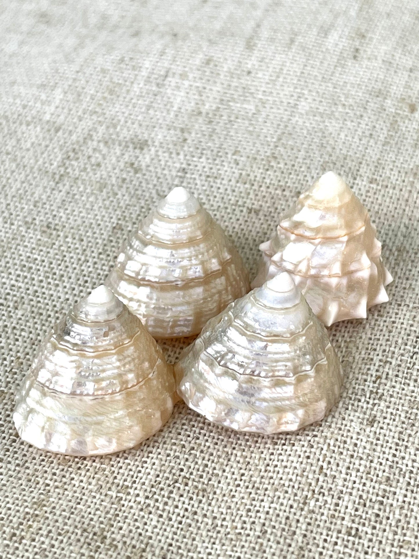 PEARLIZED TOP SHELLS Large 1.25-1.75" *You Choose Quantity* Champagne Light Beige Craft Seashells