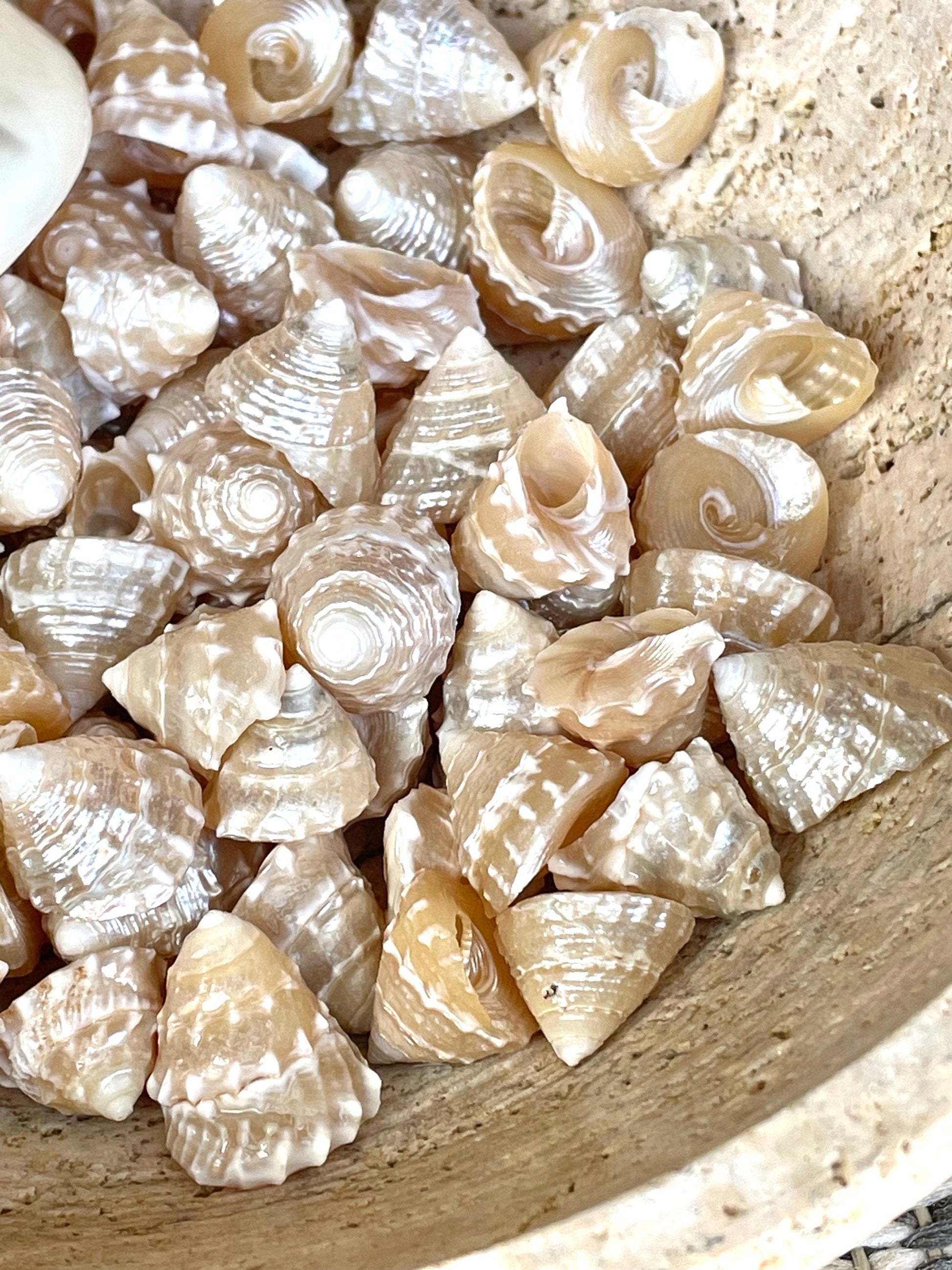 Real Pearlized Top Shells 1.25-1.75" Trochus Top Seashell Champagne Light Beige Beach Coastal Décor Crafts Jewelry Sailors Valentine