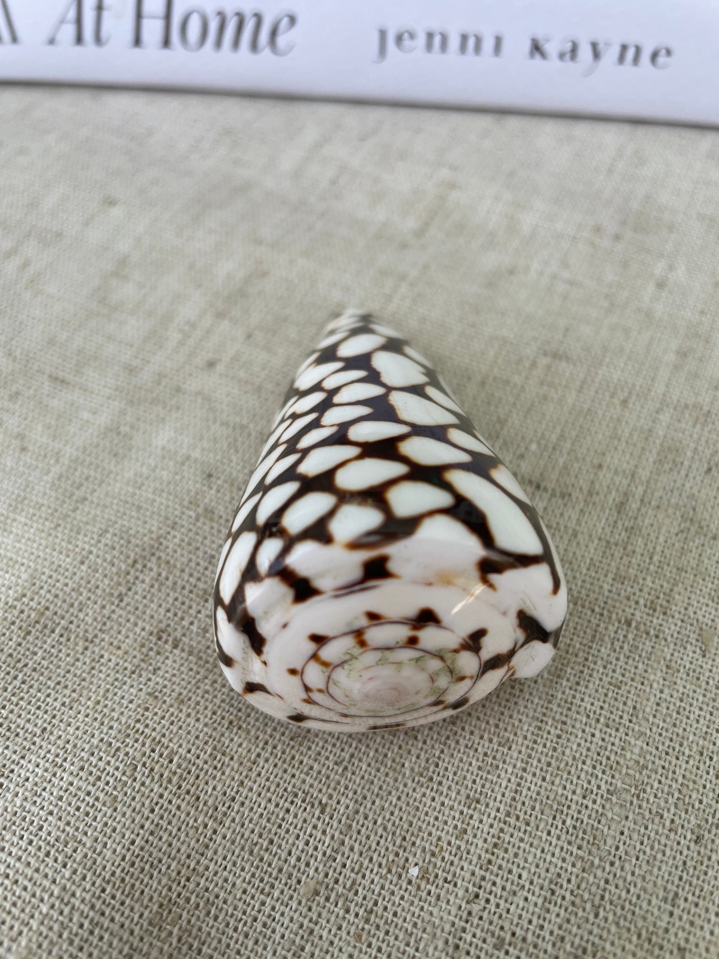 MARBLE CONE SHELLS *All Sizes* Natural White Brown Spots Conus Marmoreus Modern Seashell