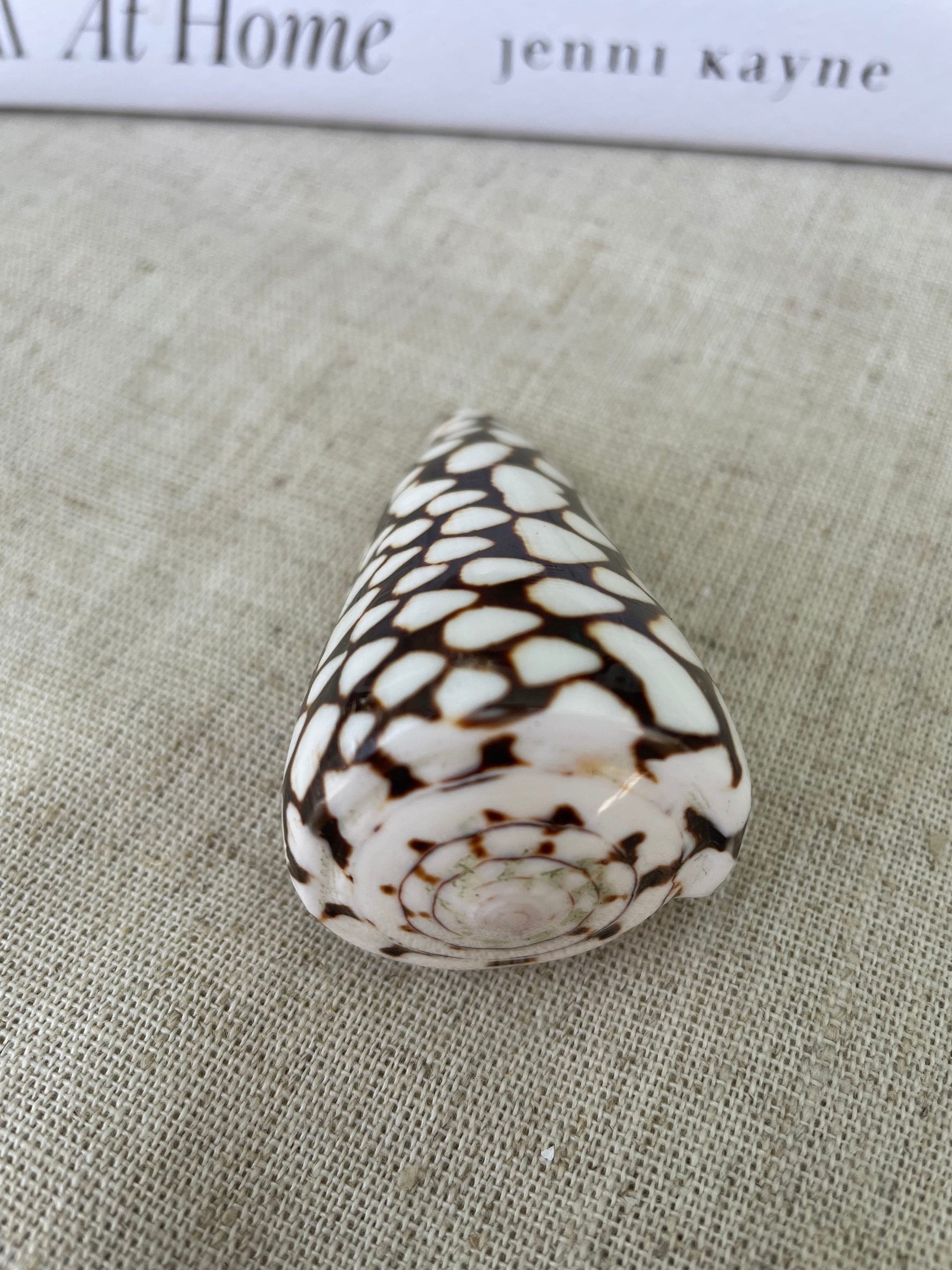 MARBLE CONE SHELLS *All Sizes* Natural White Brown Spots Modern Décor Seashell