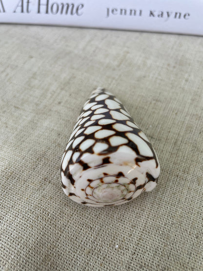 MARBLE CONE SHELLS *All Sizes* Natural White Brown Spots Modern Décor Seashell