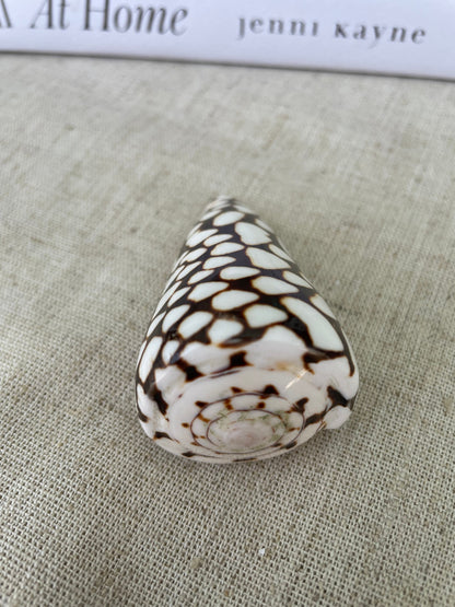 MARBLE CONE SHELLS *All Sizes* Natural White Brown Spots Conus Marmoreus Modern Seashell