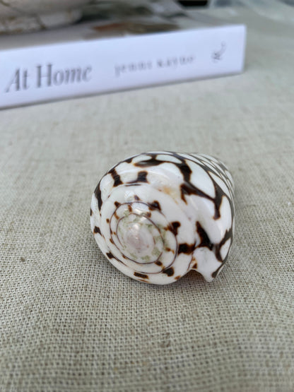 MARBLE CONE SHELLS *All Sizes* Natural White Brown Spots Conus Marmoreus Modern Seashell