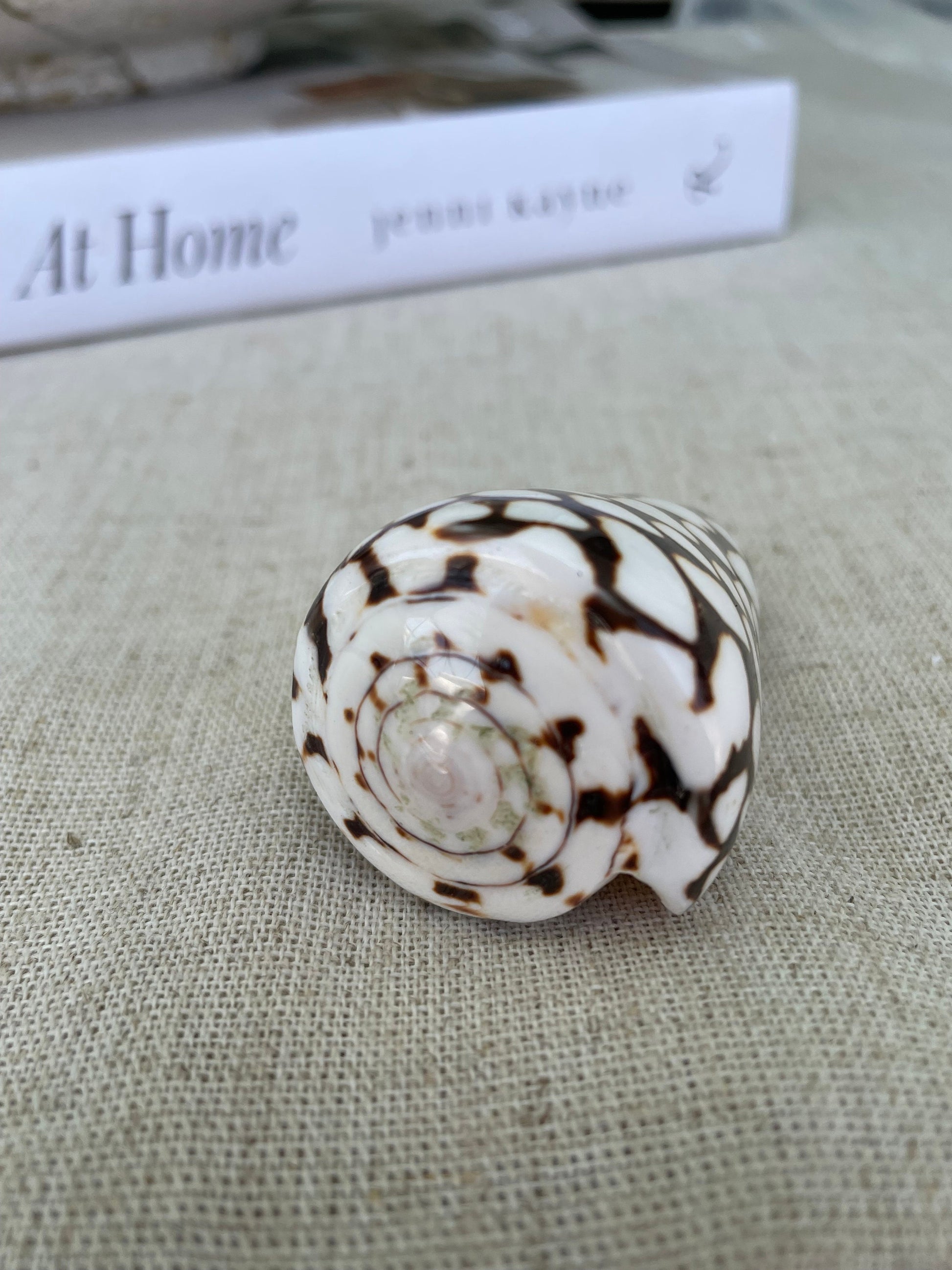MARBLE CONE SHELLS *All Sizes* Natural White Brown Spots Modern Décor Seashell