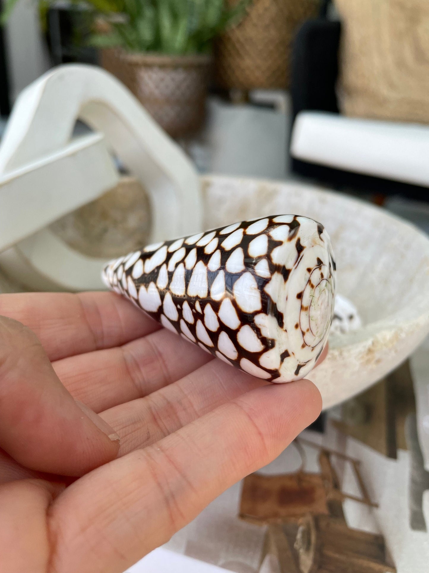 MARBLE CONE SHELLS *All Sizes* Natural White Brown Spots Conus Marmoreus Modern Seashell