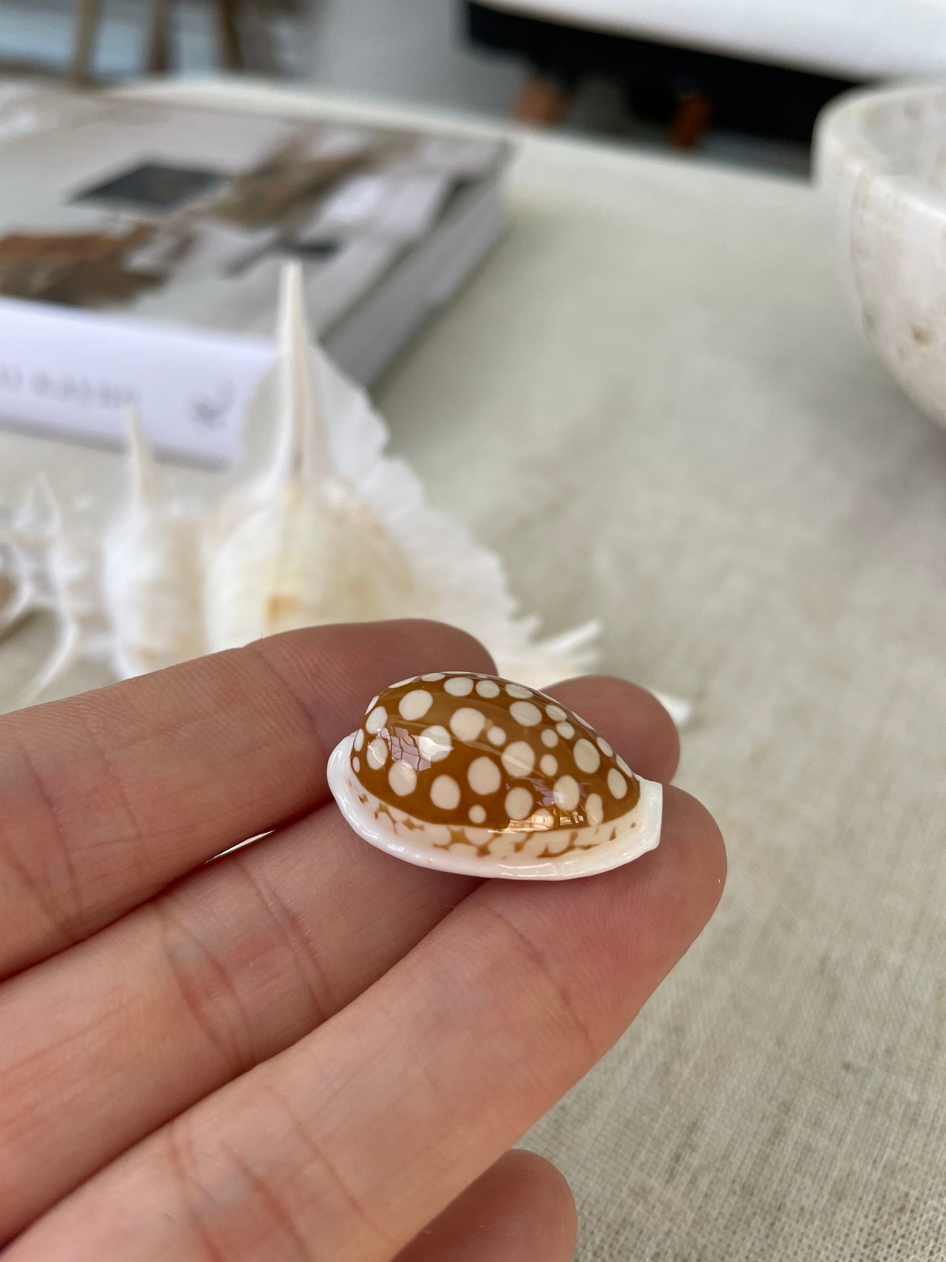 SIEVE COWRIE SHELL *All Sizes* Rare Brown White Spotted Cowry Display Craft Seashell