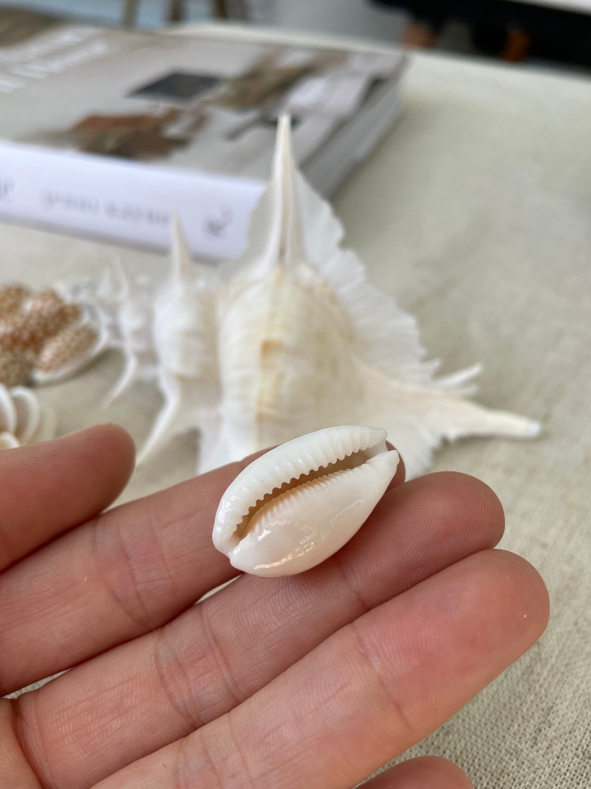 SIEVE COWRIE SHELL *All Sizes* Rare Brown White Spotted Cowry Display Craft Seashell