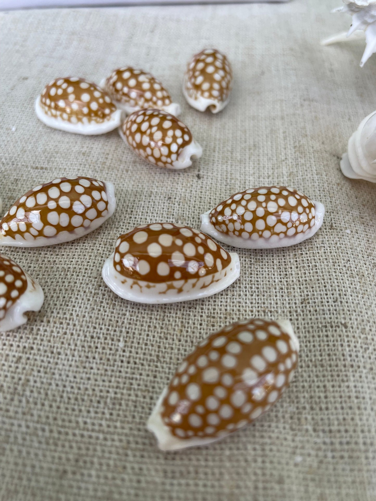SIEVE COWRIE SHELL *All Sizes* Rare Brown White Natural Spotted Cowry Display Seashell