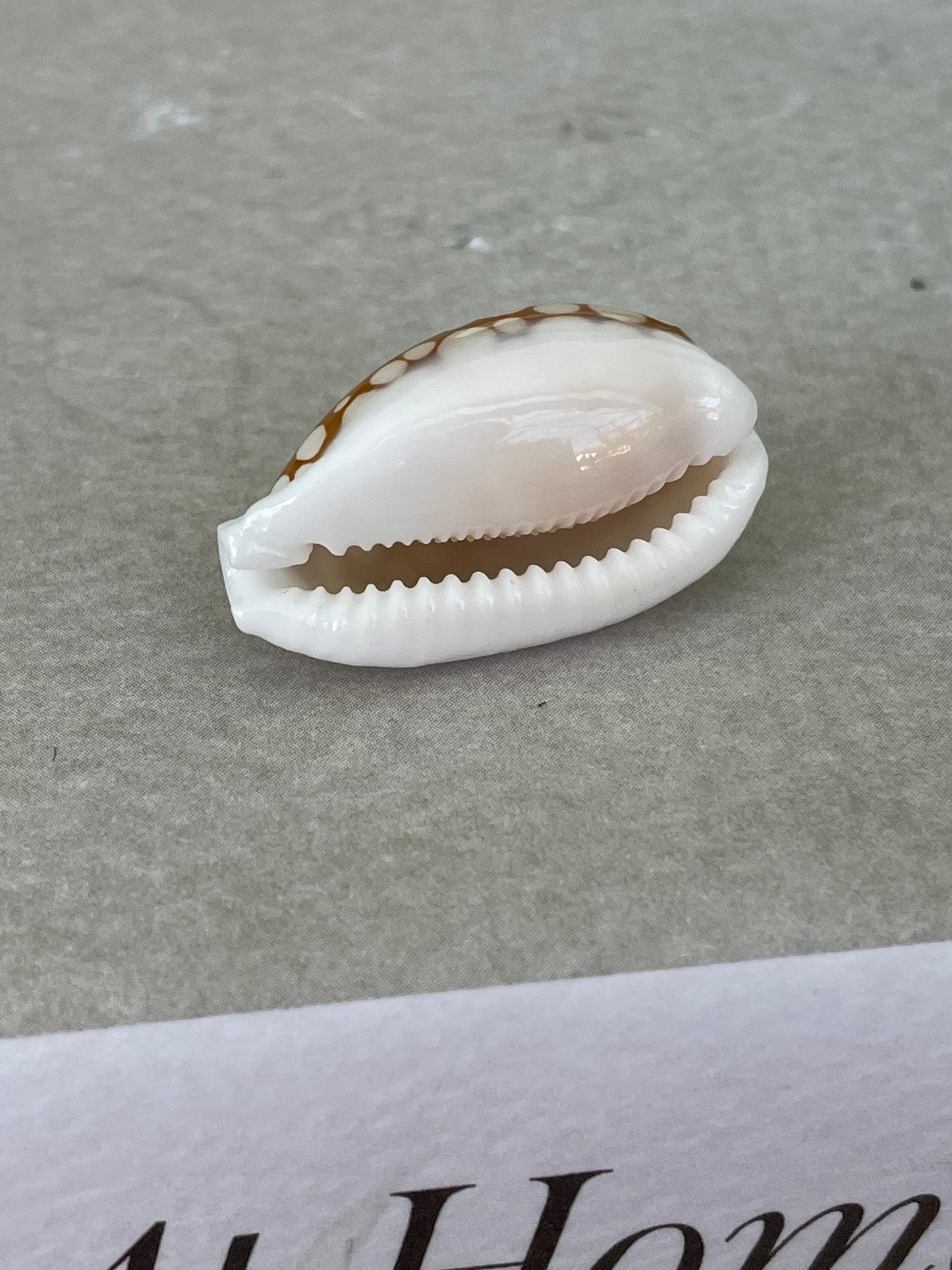 SIEVE COWRIE SHELL *All Sizes* Rare Brown White Spotted Cowry Display Craft Seashell