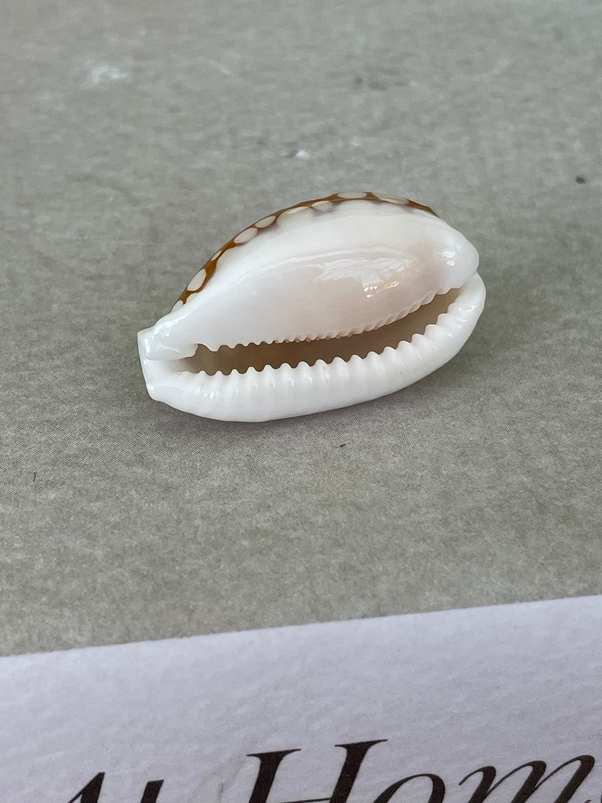 SIEVE COWRIE SHELL *All Sizes* Rare Brown White Spotted Cowry Display Craft Seashell