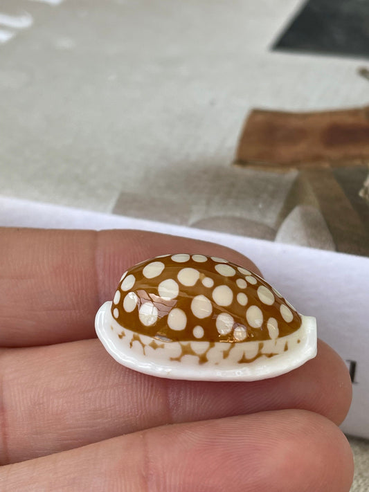 SIEVE COWRIE SHELL *All Sizes* Rare Brown White Spotted Cowry Display Craft Seashell