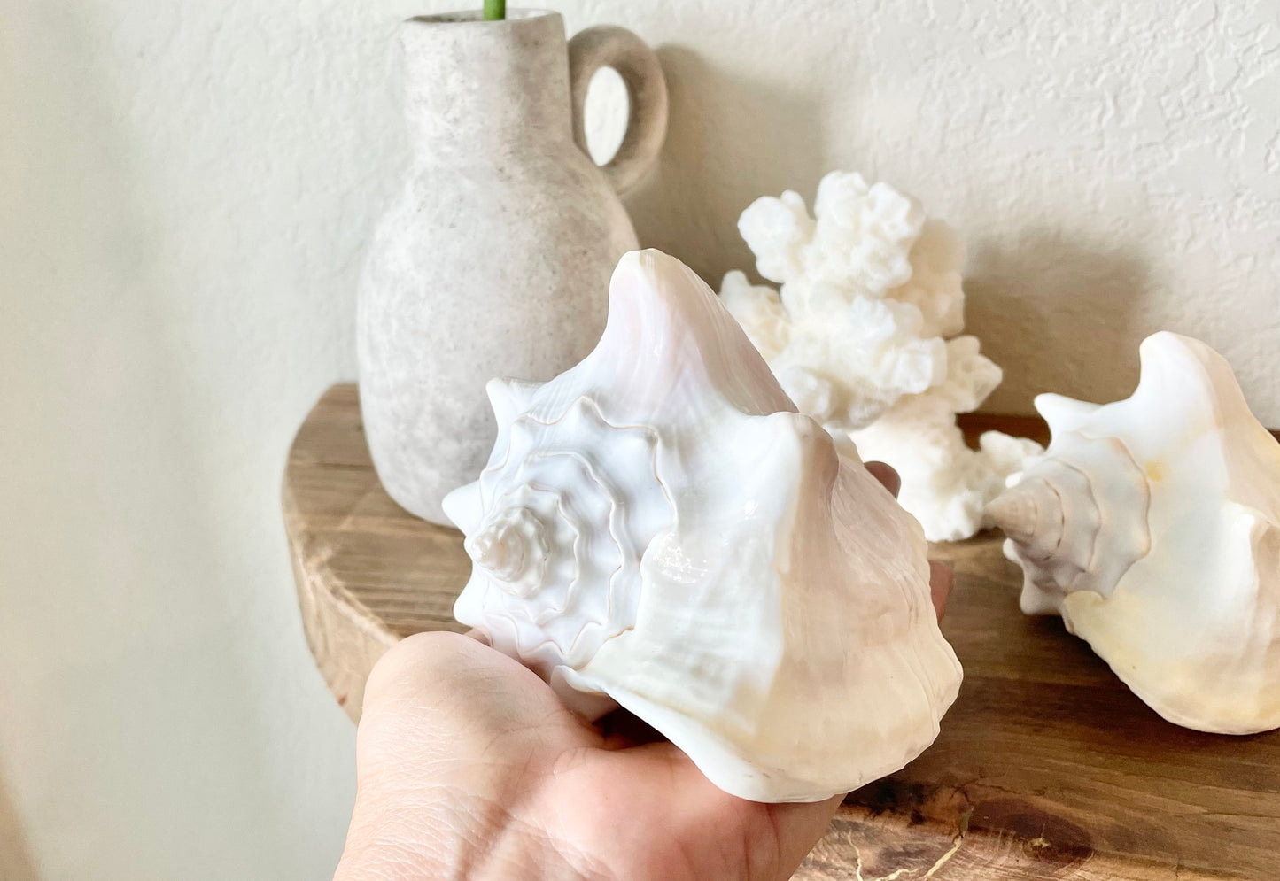 WHITE MILK CONCH Florida Keys Shell *All Sizes* Natural Display Seashell Coastal Beach Home Décor