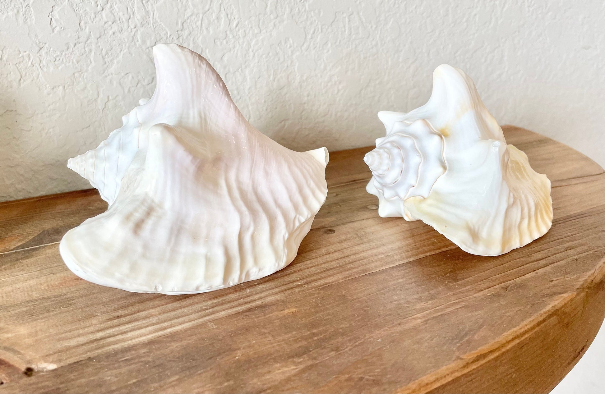 White Milk Conch Shell 5-6" Florida Keys Natural Coastal Home Décor
