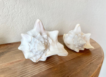 WHITE MILK CONCH Florida Keys Shell *All Sizes* Natural Display Seashell Coastal Beach Home Décor