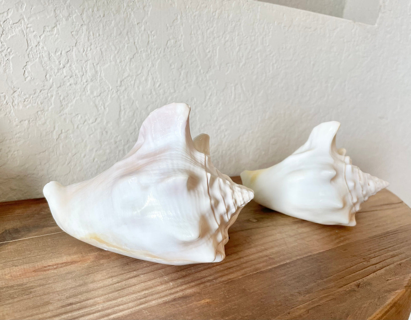 WHITE MILK CONCH Florida Keys Shell *All Sizes* Natural Display Seashell Coastal Beach Home Décor