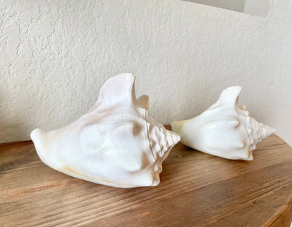 WHITE MILK CONCH Florida Keys Shell *All Sizes* Natural Display Seashell Coastal Beach Home Décor