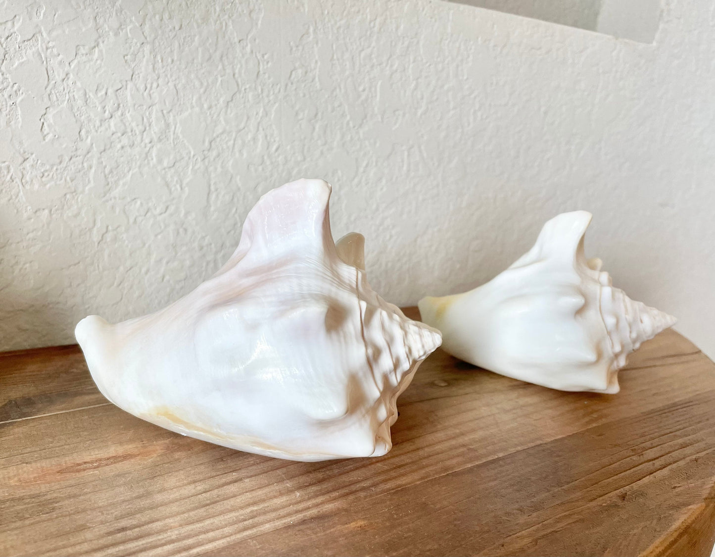 White Milk Conch Shell 5-6" Florida Keys Natural Coastal Home Décor