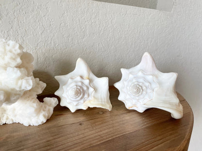 White Milk Conch Shell 5-6" Florida Keys Natural Coastal Home Décor