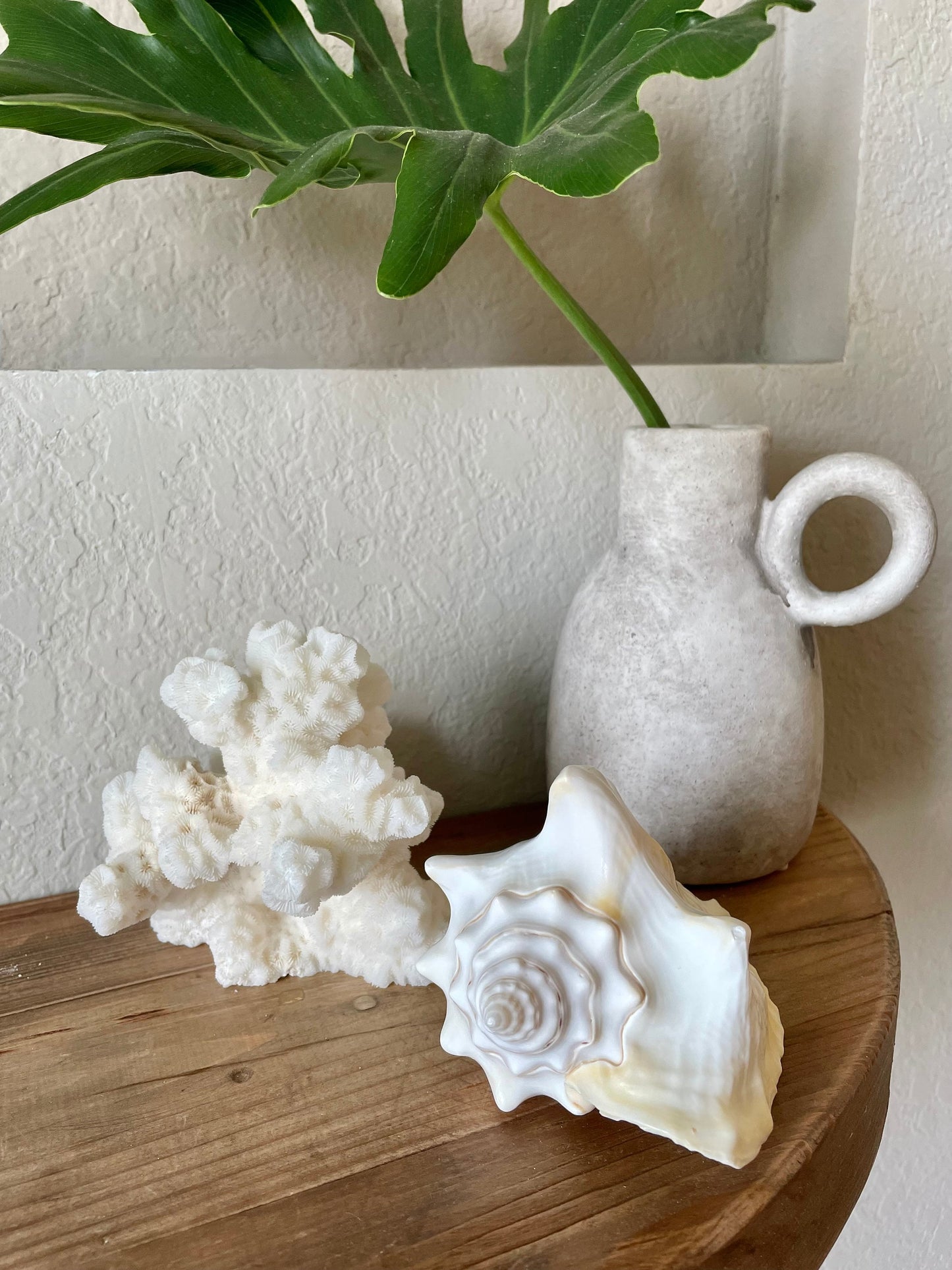 White Milk Conch Shell 5-6" Florida Keys Natural Coastal Home Décor
