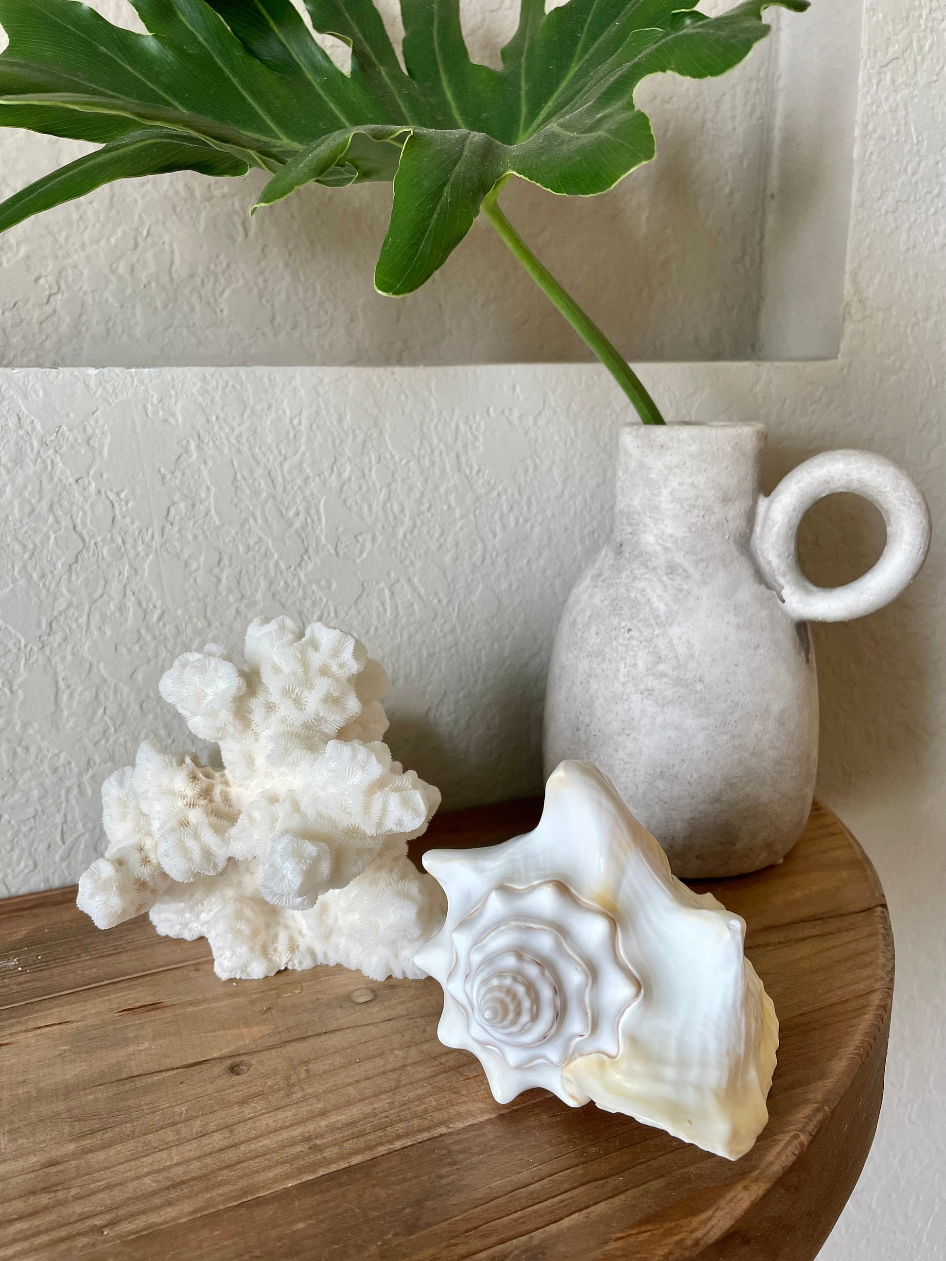 White Milk Conch Shell 5-6" Florida Keys Natural Coastal Home Décor