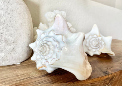 WHITE MILK CONCH Florida Keys Shell *All Sizes* Natural Display Seashell Coastal Beach Home Décor